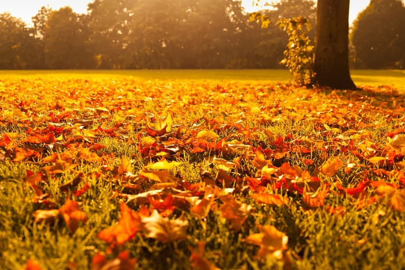 Orange autumn leaves cover a park floor while golden light rays filter through a dense forest canopy in fall.