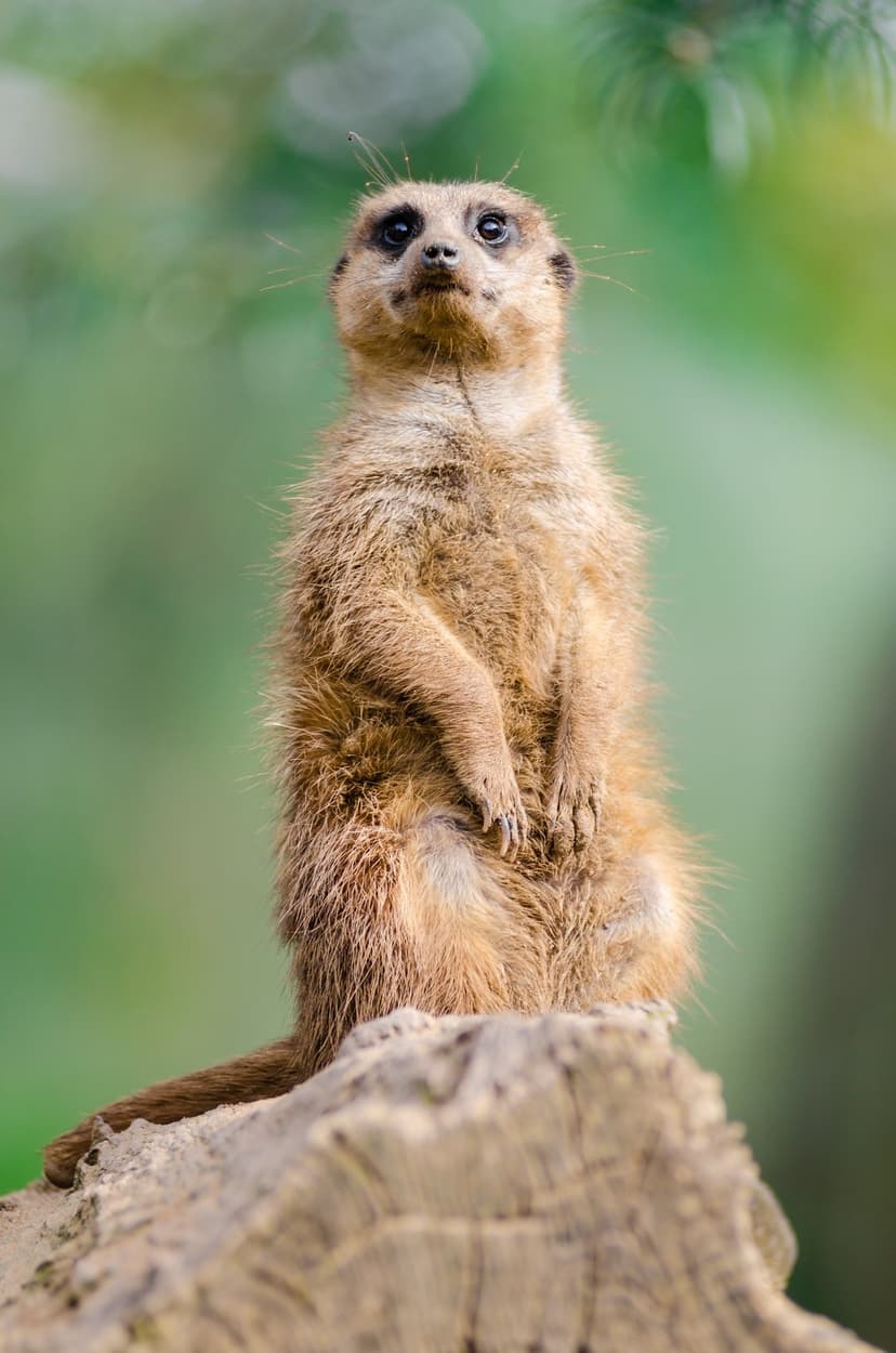 Meerkat stands alert on a textured log against a blurred green forest background in a vertical portrait.