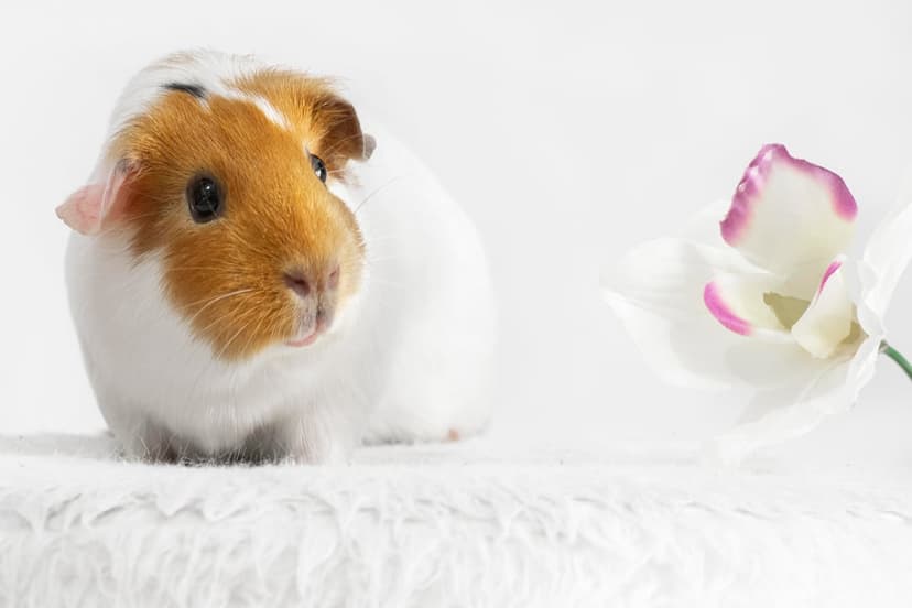 Guinea pig with white and ginger fur sitting on a soft surface next to a delicate pink-tinged white orchid.