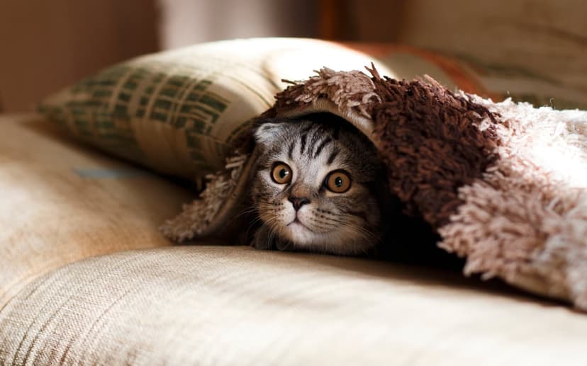 Scottish Fold kitten with striped fur peeks from under a textured blanket with warm, soft lighting.