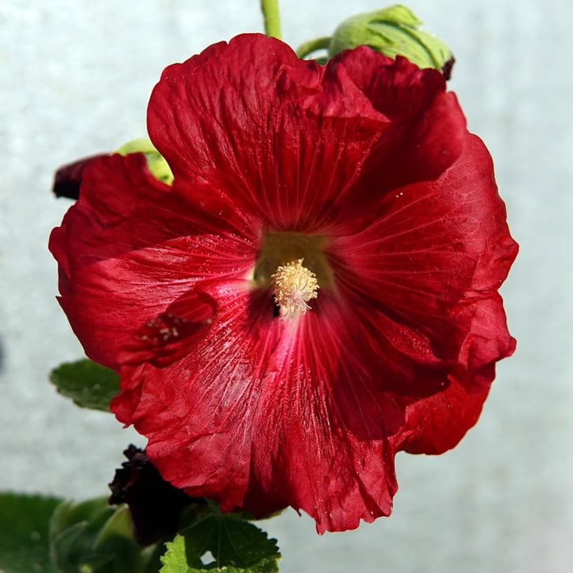 Red hollyhock flower with ruffled petals and a yellow center against a blurry, soft-focus garden background.