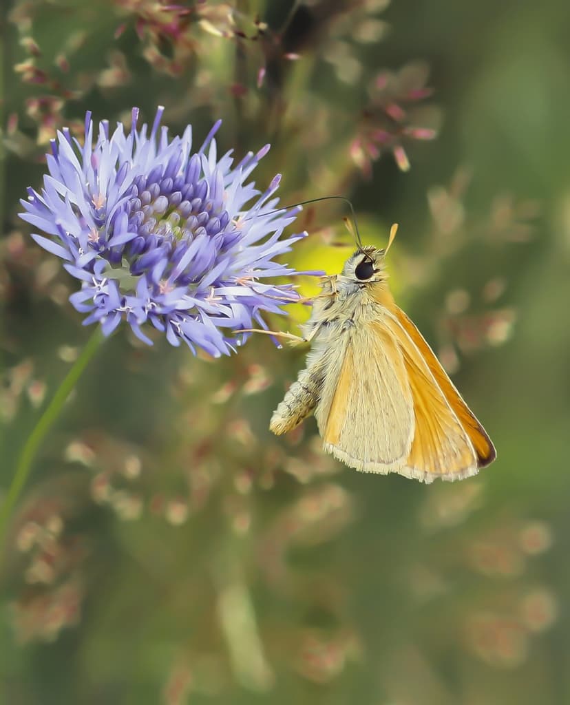 Orange skipper butterfly with fuzzy wings perched on thin purple flower petals against a soft bokeh background.