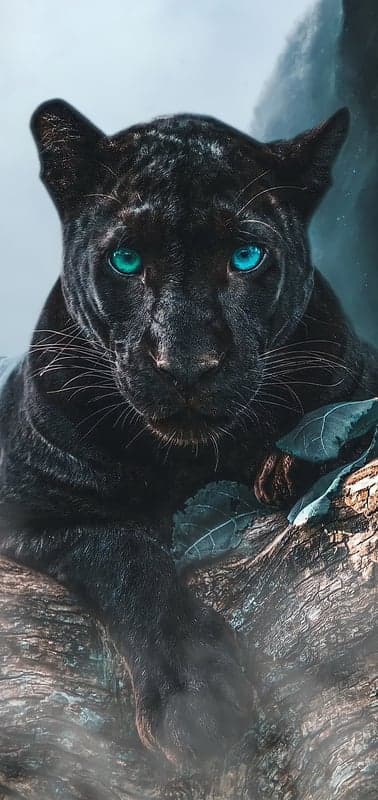 Black Panther with Striking Blue Eyes Resting on a Tree