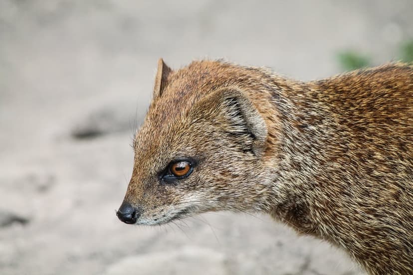 Yellow mongoose in profile showing fine brown fur, a dark alert eye, and a pointed ear against a blurred backdrop.
