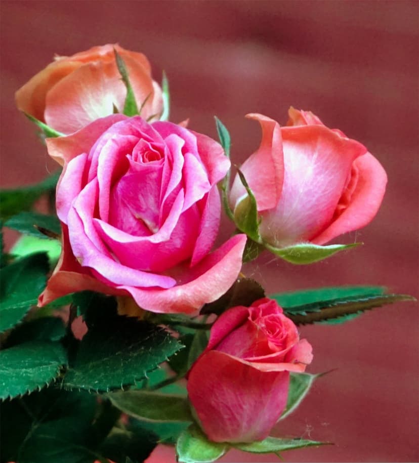 Pink and orange rose petals with velvet textures are framed by dark green leaves in a soft focus garden scene.