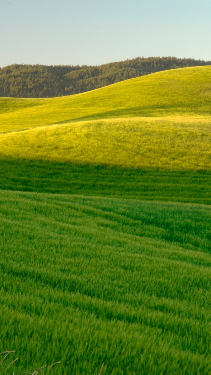 Undulating green hills transition into golden wheat fields beneath a clear blue sky with soft sunlight shadows.