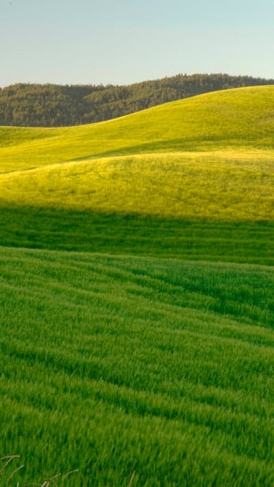 Rolling Green Hills and Golden Fields Under a Blue Sky