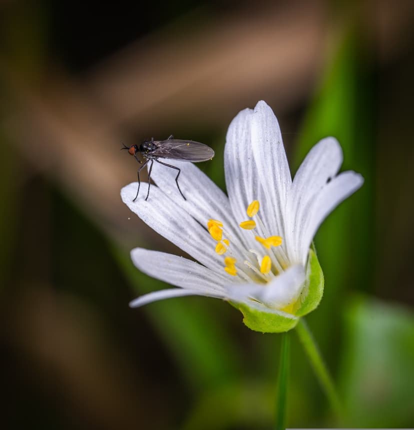 Small fly on a white wildflower with yellow centers against a blurred green background in a macro close-up.