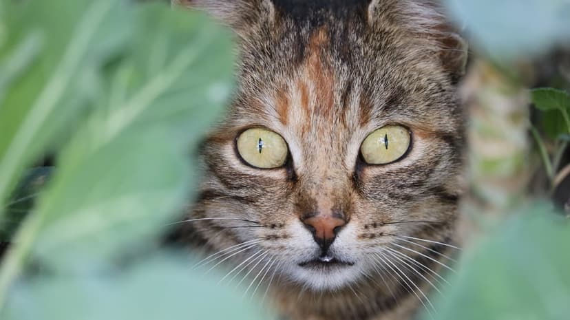 Tabby cat with golden eyes peers through bright green leaves, showing intricate fur patterns and alert whiskers.