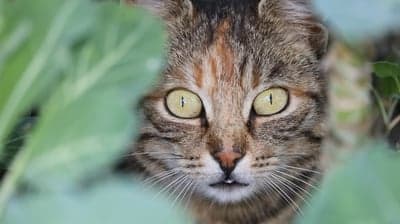 Tabby Cat Peeking Through Green Leaves