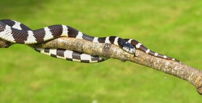 Banded Kingsnake Coiled on a Branch