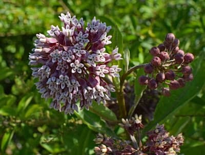 Pink Milkweed Flowers and Purple Buds Botanical Phone Wallpaper