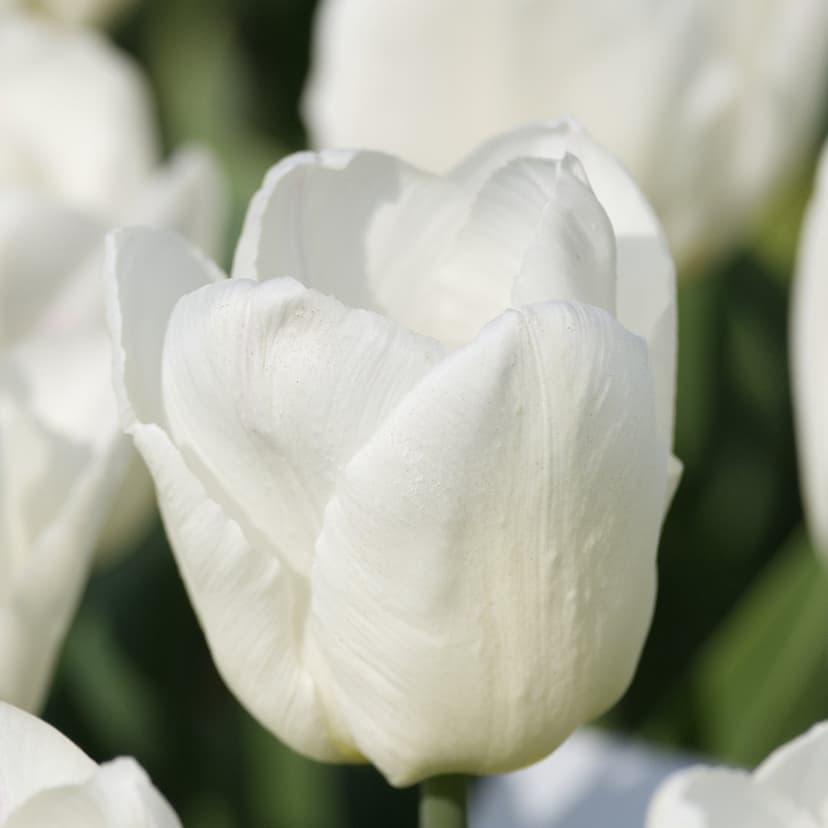 White tulip petals in close-up with soft veins and a blurred green background on a vertical phone display.