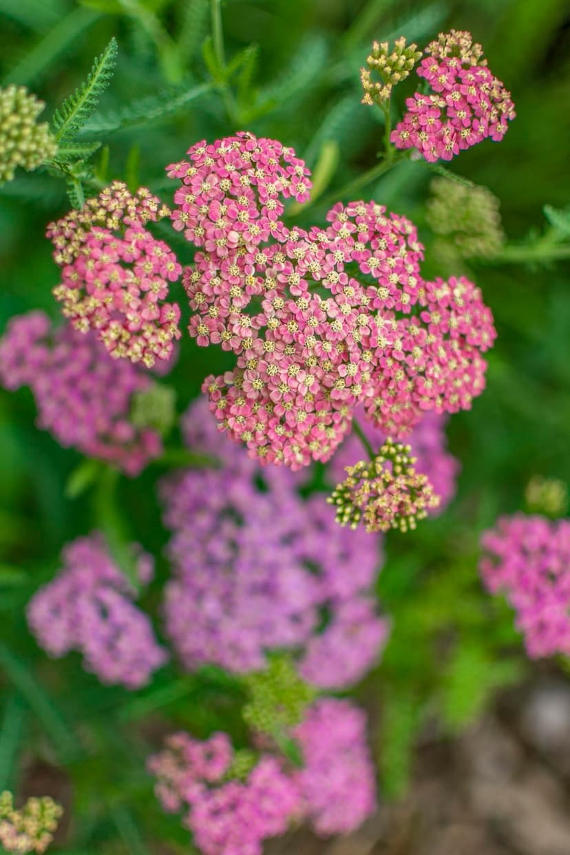 Pink yarrow flower clusters with yellow centers bloom against a blurred magenta and green leafy background.