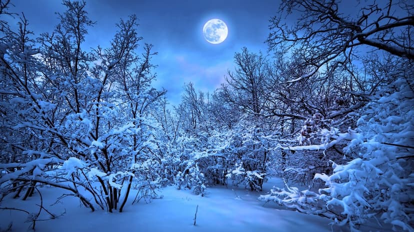 Moonlight winter forest landscape featuring snow-covered evergreen trees under a bright glowing lunar orb.