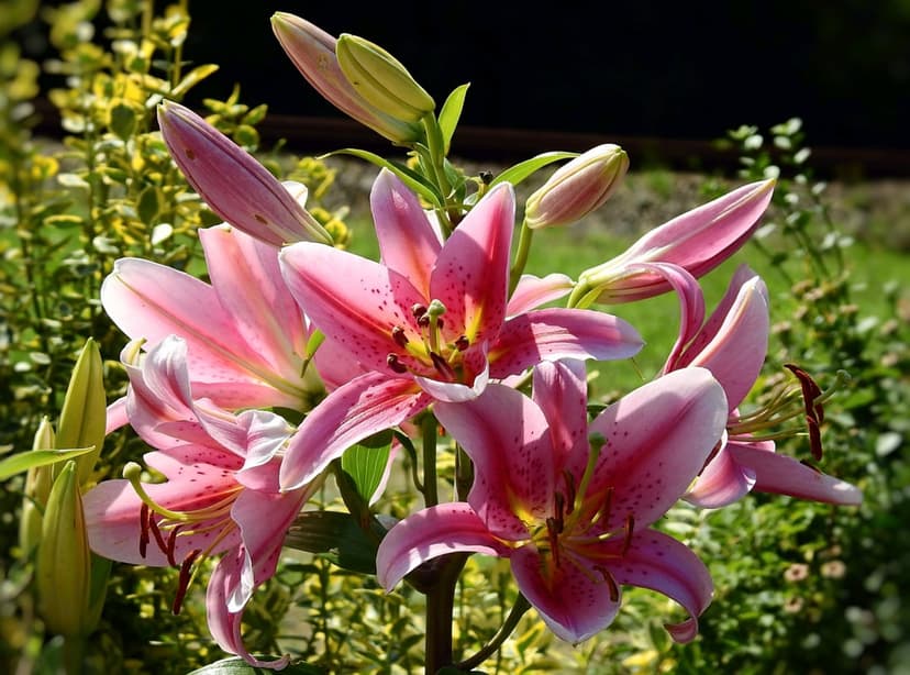 Pink speckled lilies with golden stamens bloom against a soft green garden background in bright sunlight.