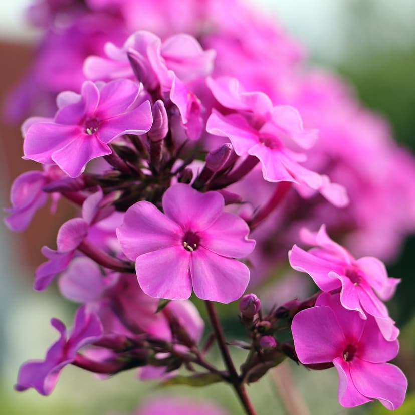 Pink phlox flowers with dark centers and green buds bloom in a macro view against a blurred garden backdrop.