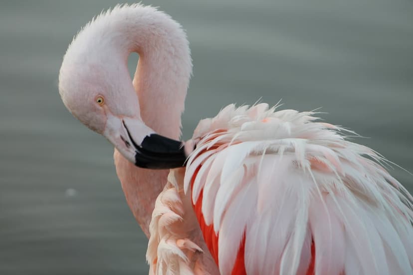 Pink flamingo with a black-tipped beak grooms its coral plumage against a soft, muted grey water background view.