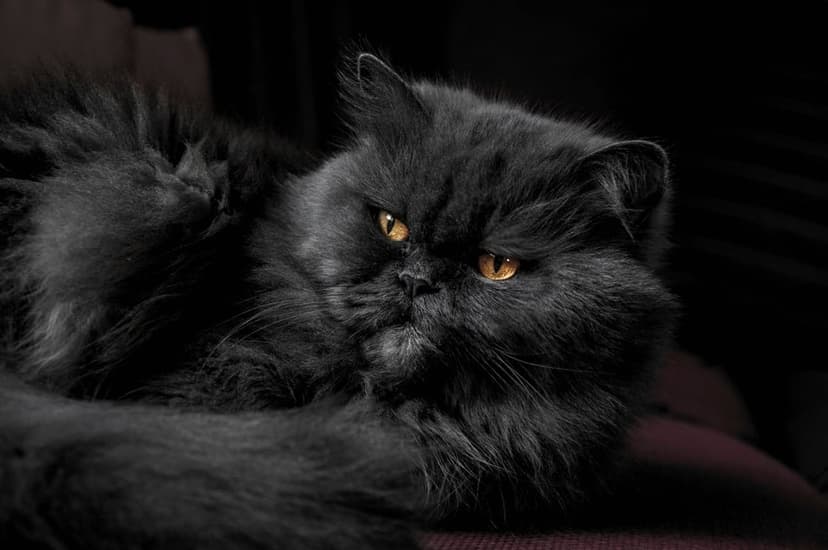 Black Persian cat with intense golden eyes and long fluffy fur stares forward against a dark, moody background.