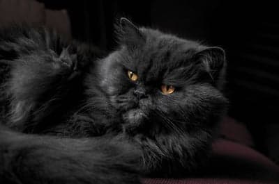 Majestic Black Persian Cat with Golden Eyes