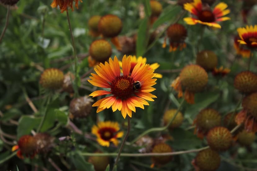 Honeybee pollinating a yellow and orange Gaillardia flower against a soft green blurred garden background.