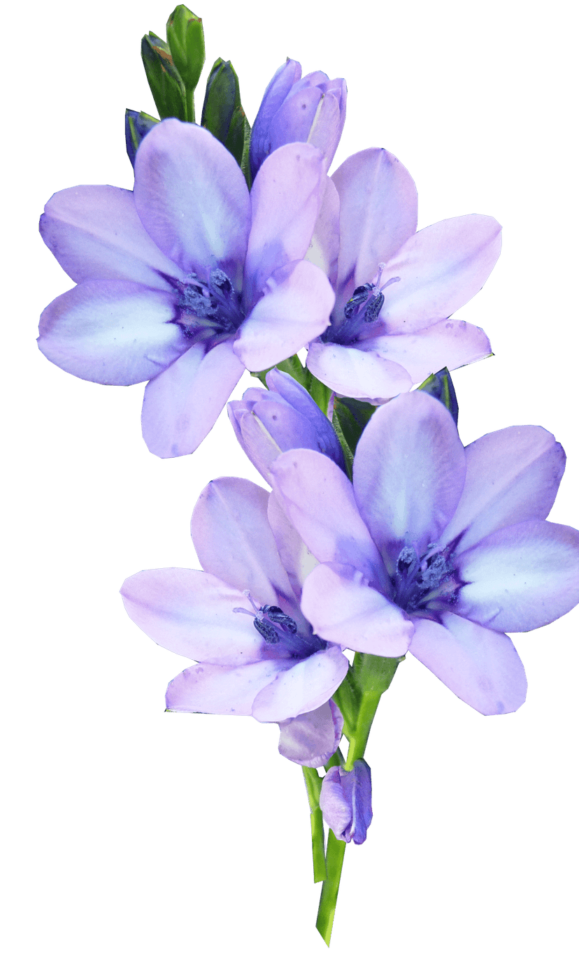 Purple freesia flowers with white accents bloom on a green background in this detailed botanical close-up.