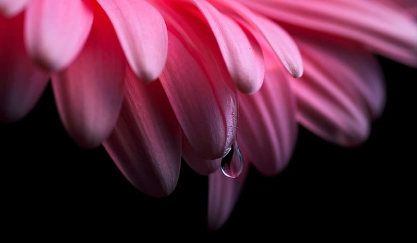 Pink Gerbera daisy petals featuring a translucent water droplet hanging from the tip against a dark background.