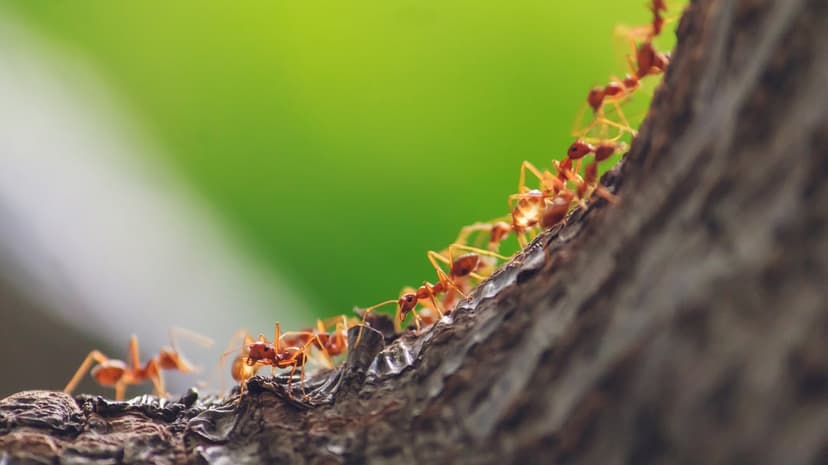 Red ants march in a line across a textured brown tree branch against a soft blurred green background.