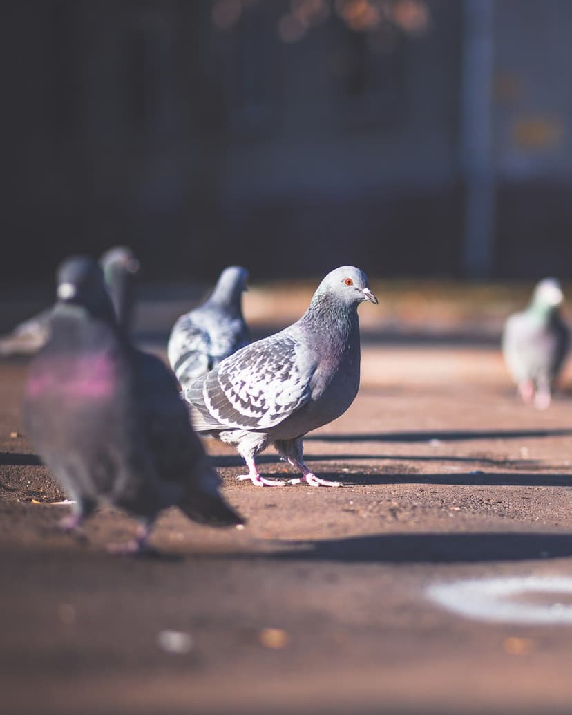 Rock dove with intricate gray feathers and red eyes stands on a sun-drenched sidewalk in an urban setting.