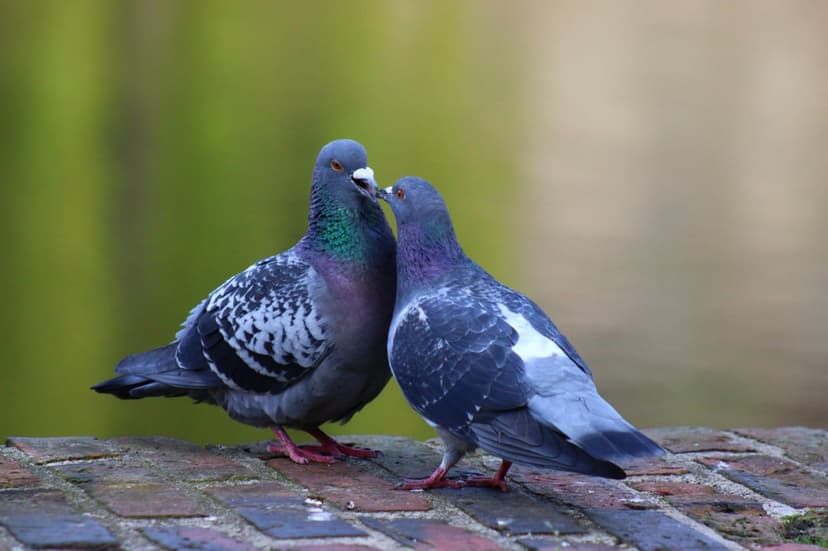 Two pigeons touch beaks on a brick ledge with iridescent neck feathers against a blurred green background.