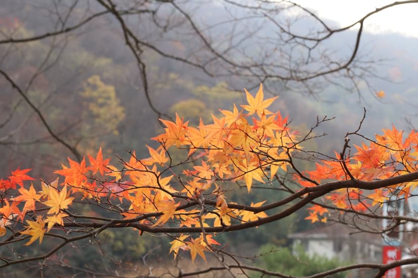 Red maple leaves hang from thin branches with a hazy, fog-covered mountain range visible in the background.
