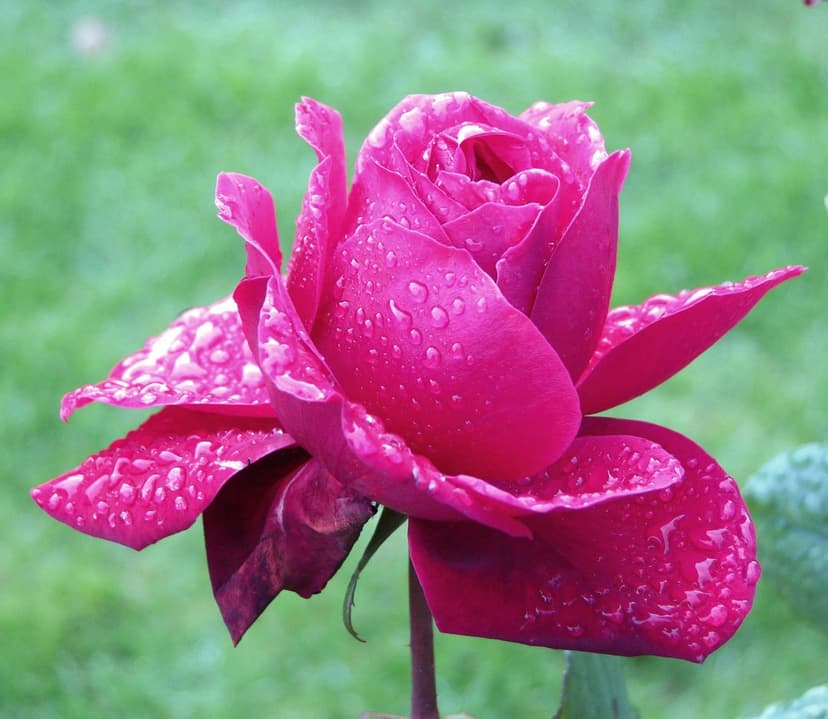 Pink rose with water droplets on velvety petals against a blurred green background of grass and foliage.
