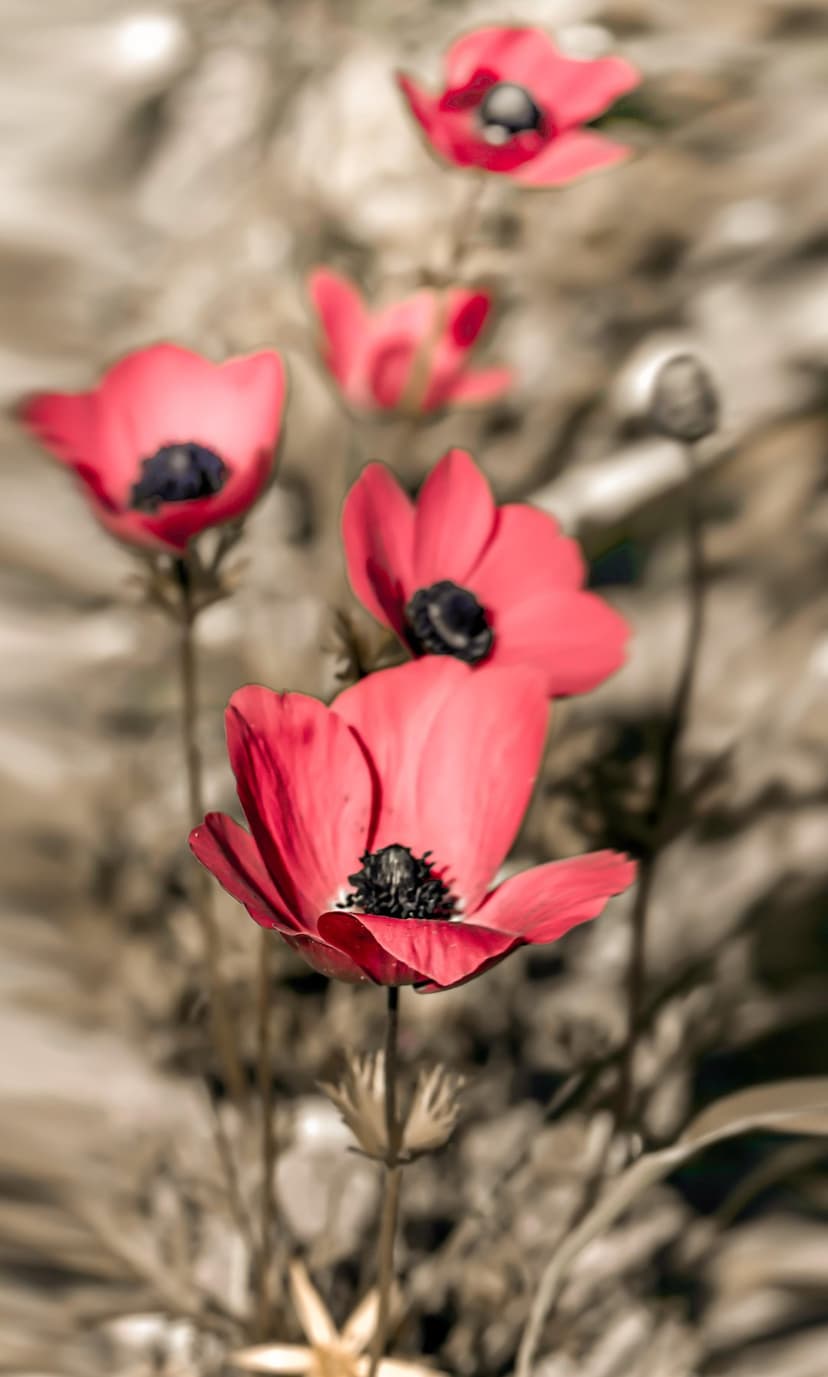 Red anemone flowers with dark centers appear in a soft-focus close-up featuring delicate petals and blurred green.