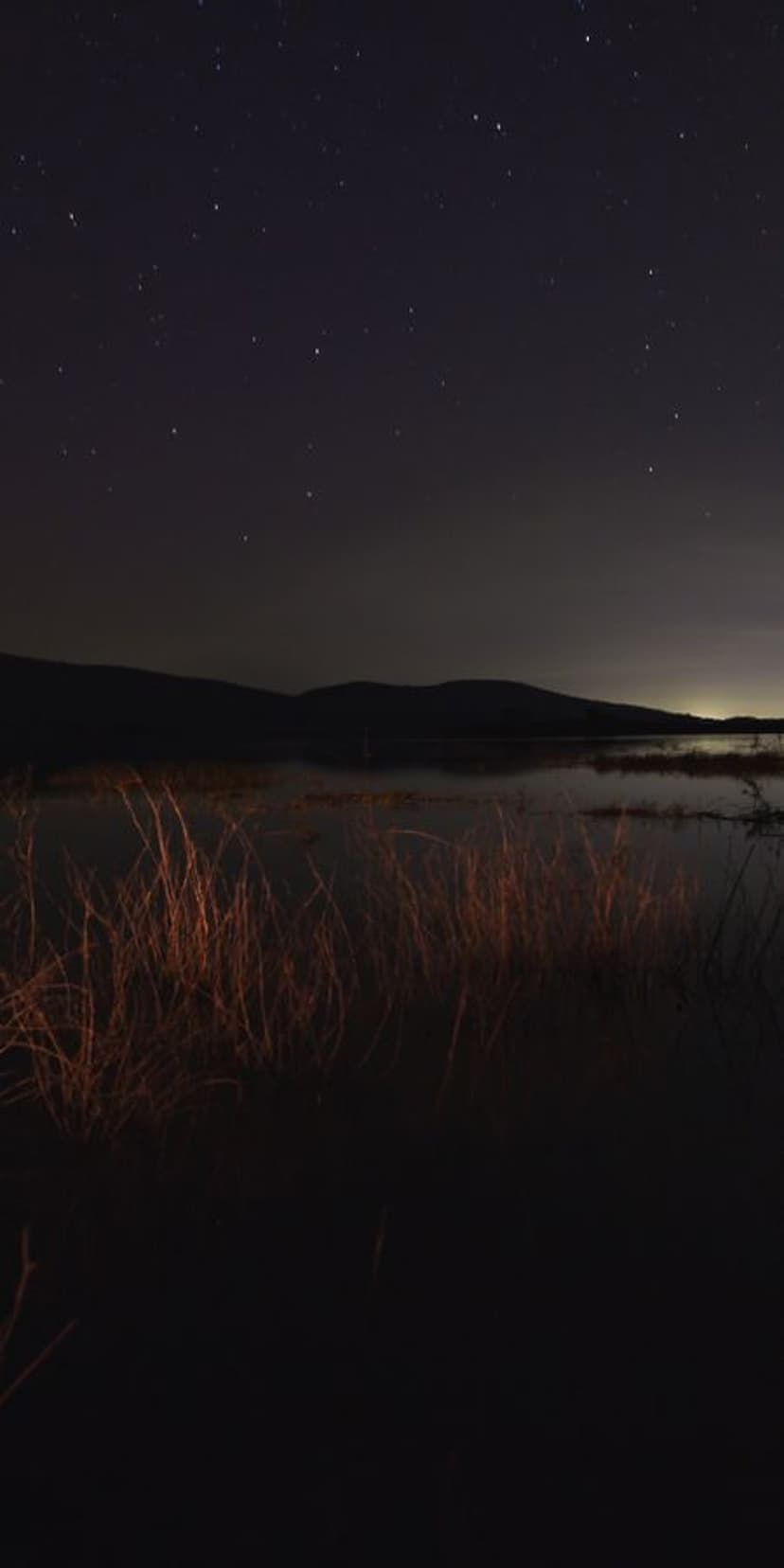 Glowing tall grasses stand on a lake shore under a starry night sky with silhouettes of distant mountains.