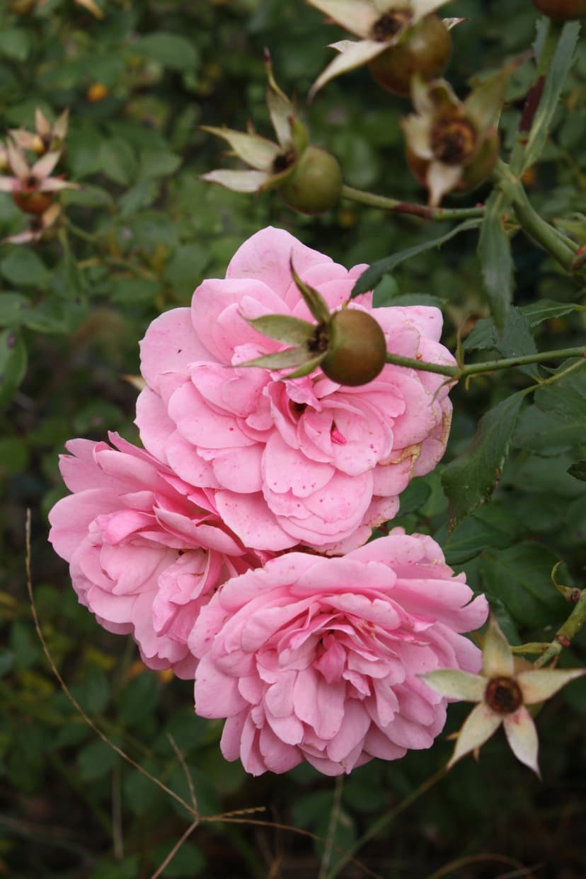 Pink rose blossoms and rounded green seed pods are shown in a soft-focus close-up amidst blurred garden leaves.