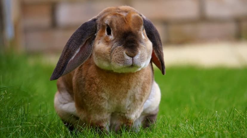 Chestnut lop-eared rabbit sits in deep green grass, featuring long floppy ears and a blurred garden background.