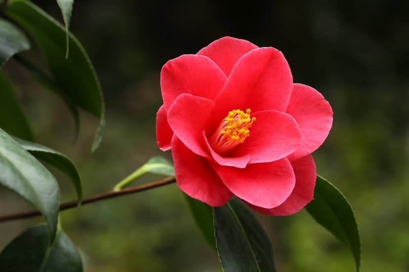 Red camellia flower with crimson petals and yellow stamens against a blurred green leaf background in close-up.