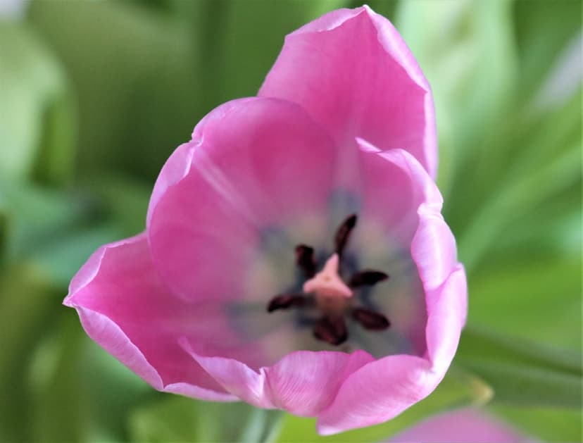 Pink tulip flower center with a dark star-shaped stamen and velvety petals against a blurred green background.