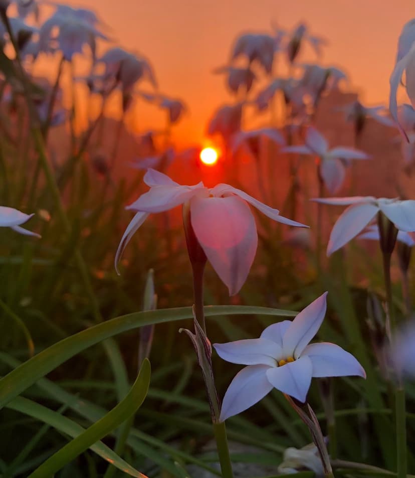 White star-shaped flowers with crystalline dewdrops against a vivid orange sunset and soft bokeh backdrop.