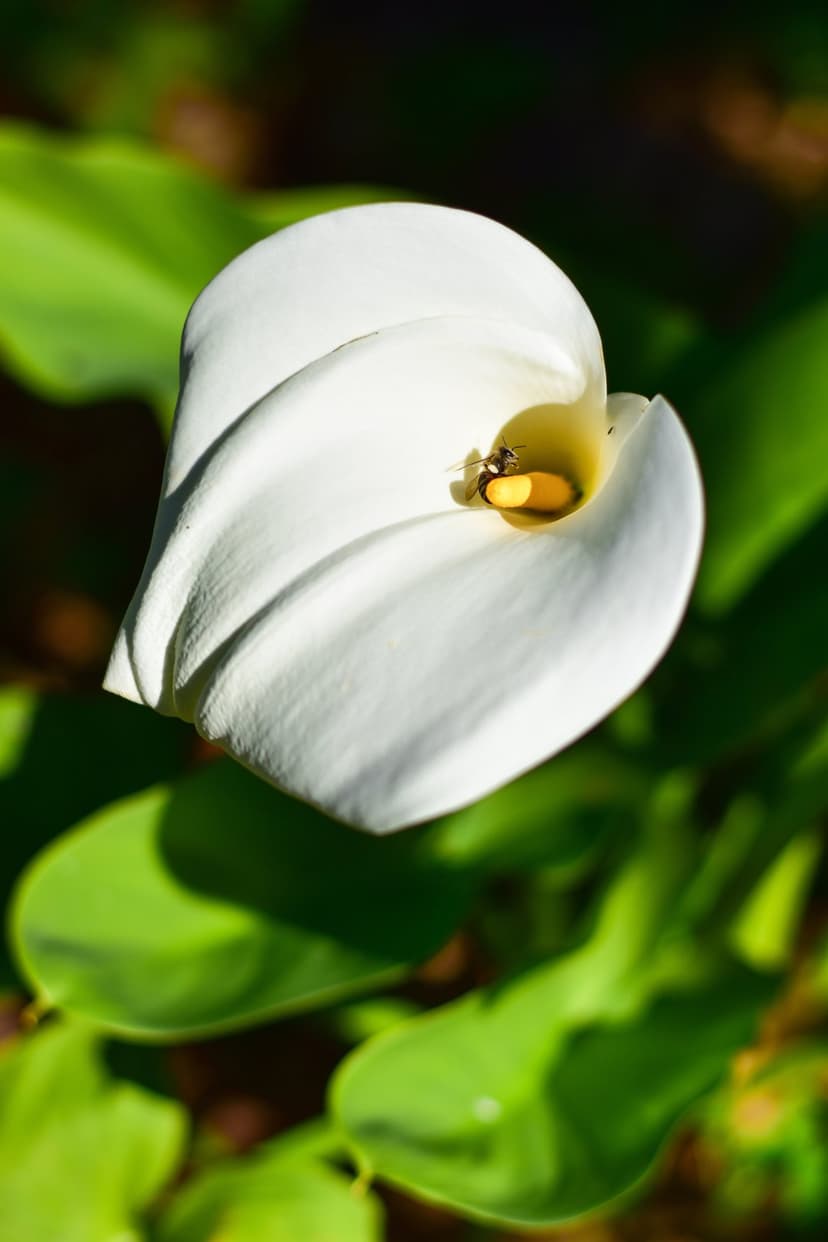 Honeybee crawling on the yellow spadix of a white Calla Lily flower surrounded by soft green bokeh highlights.