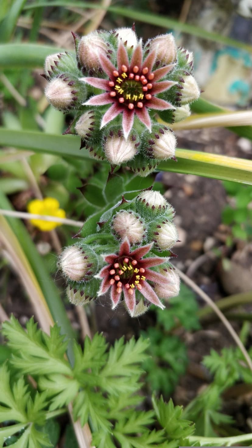 Pink Sempervivum flowers with yellow stamens and hairy succulent buds against a soft green garden background.