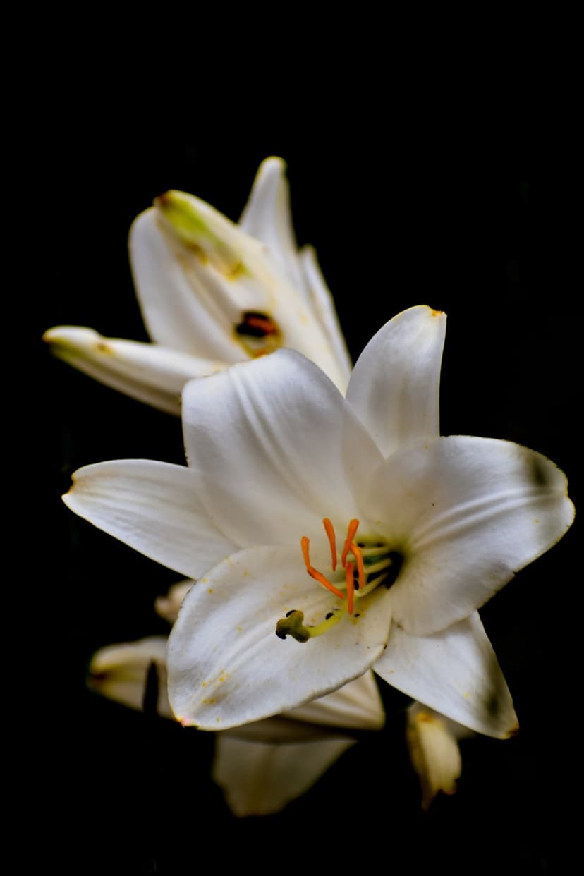 White lily blooms with orange stamen reflected on a glossy black surface against a dark, minimalist background.