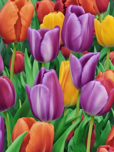 Colorful Spring Tulip Bouquet Mobile Phone Wallpaper