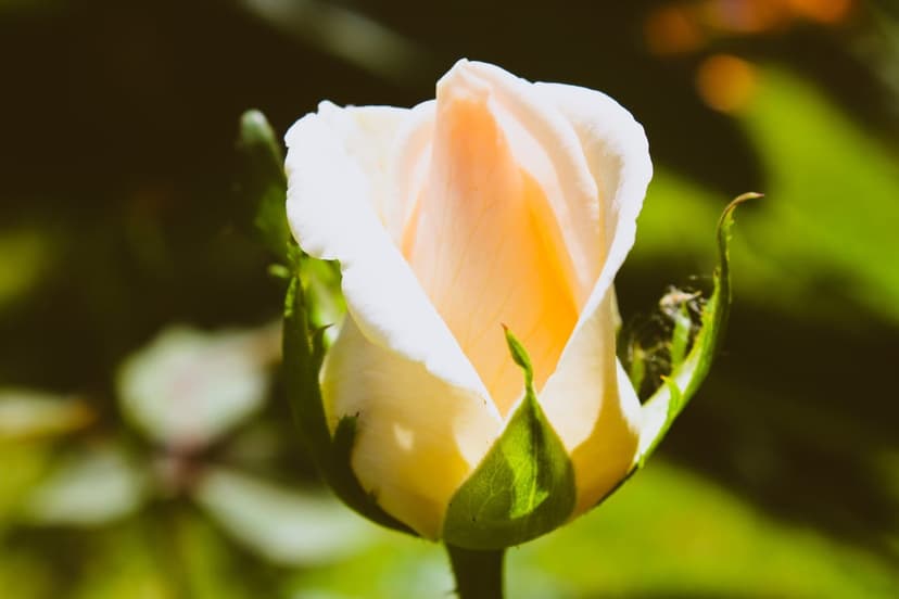 Pale pink rose bud with green sepals under soft golden sunlight against a blurred garden foliage background.