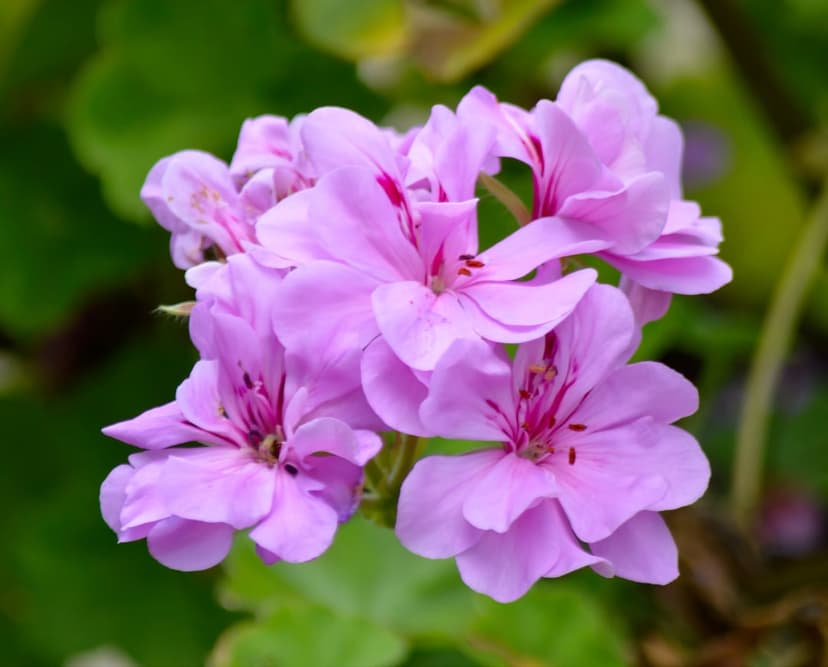 Pink geranium flower cluster with detailed veins against a blurred green background in a vertical composition.