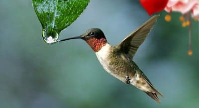 Iridescent Hummingbird Sipping Dewdrop Mobile Background