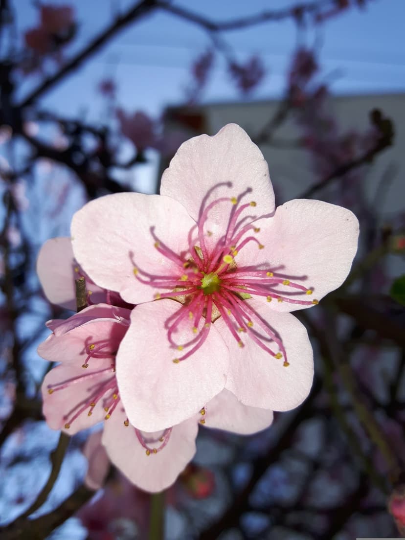 Pink cherry blossom flower shows delicate petals and yellow stamens against a blurred green and blue background.