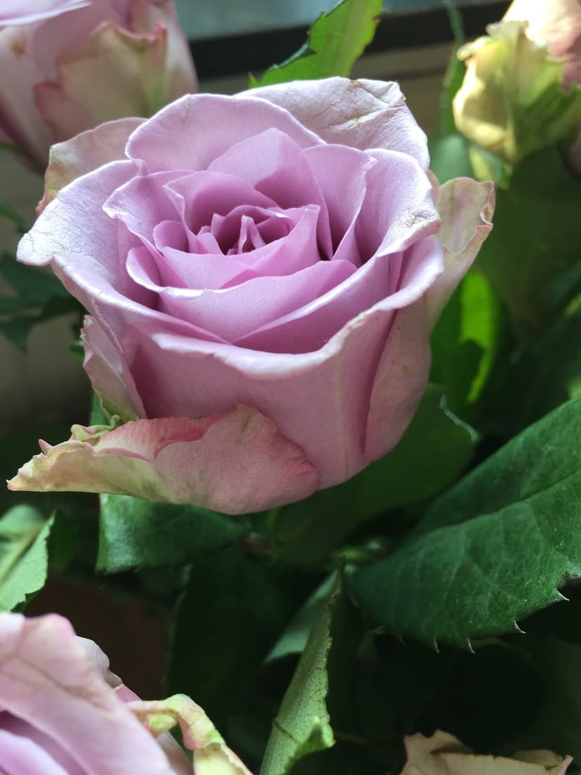 Lavender rose bloom shows intricate petal textures and soft purple hues against a background of green leaves.