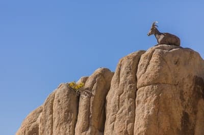Wild Bighorn Sheep Resting on High Desert Rock Background
