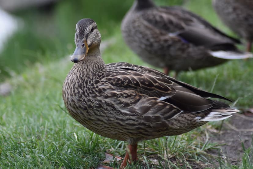 Female mallard duck standing on green grass with detailed brown feathers and a soft-focus pond background.